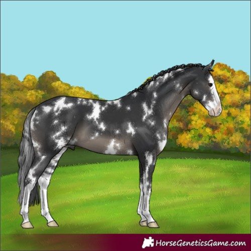 Horse Color:White Spotted Black Splash 