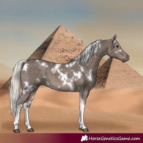 Horse Color:White Spotted Silver Black Tobiano 