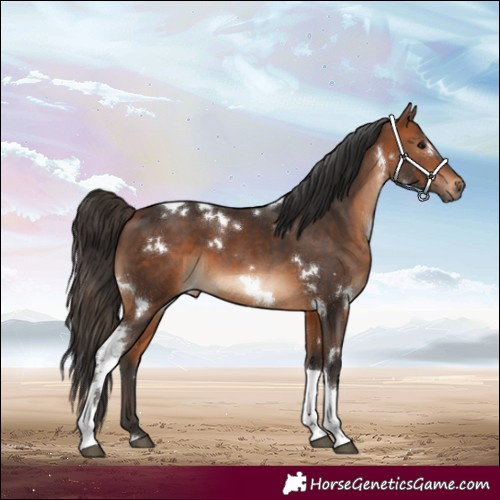 Horse Color:White Spotted Bay Tobiano 