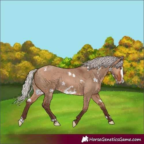 Horse Color:Silver Bay Dun Frame Rabicano 