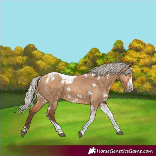 Horse Color:Silver Bay Dun Tobiano Frame Rabicano