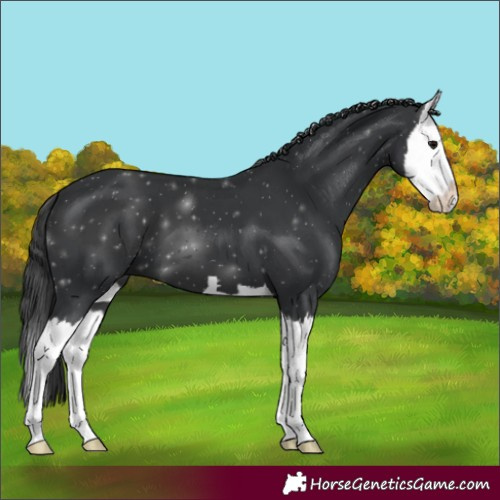 Horse Color:Black Splash 