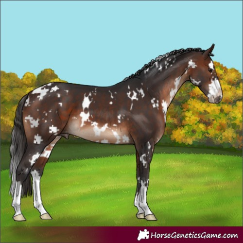 Horse Color:White Spotted Brown Splash 