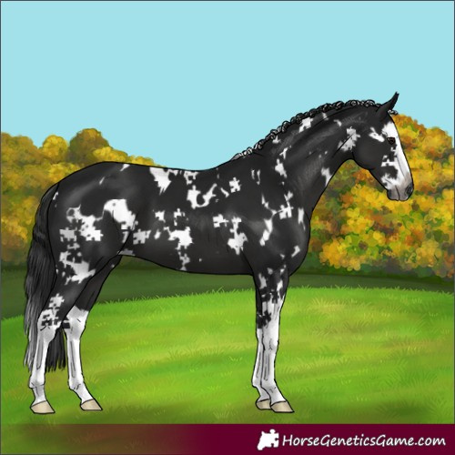 Horse Color:Gray White Spotted Black Splash 