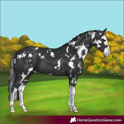 Horse Color:White Spotted Black Splash