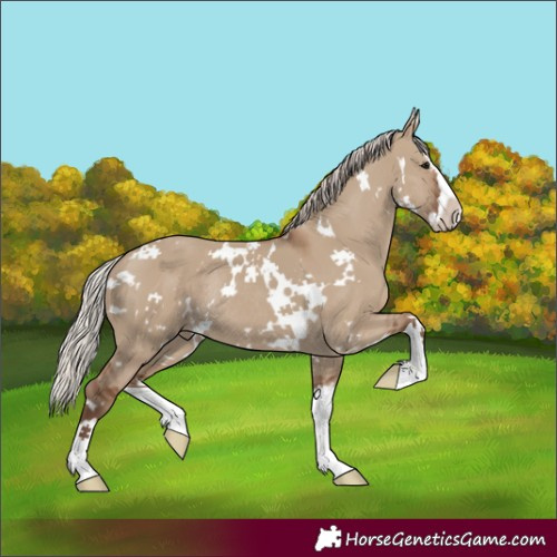 Horse Color:White Spotted Silver Grullo Splash Rabicano 