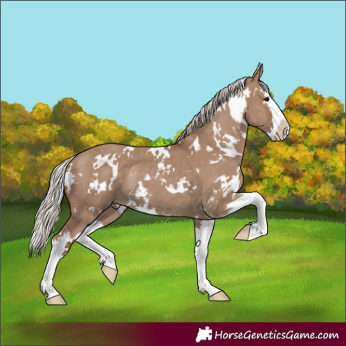 Horse Color:White Spotted Silver Grullo Splash Rabicano