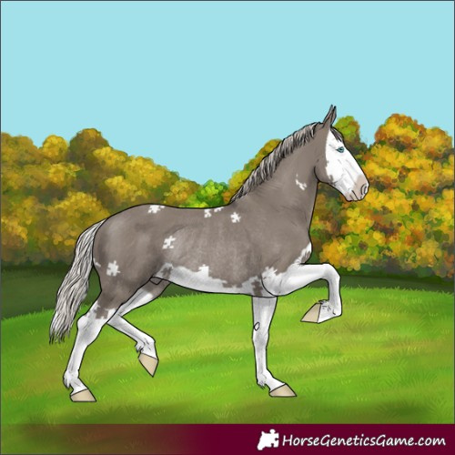 Horse Color:Silver Grullo Splash Rabicano 