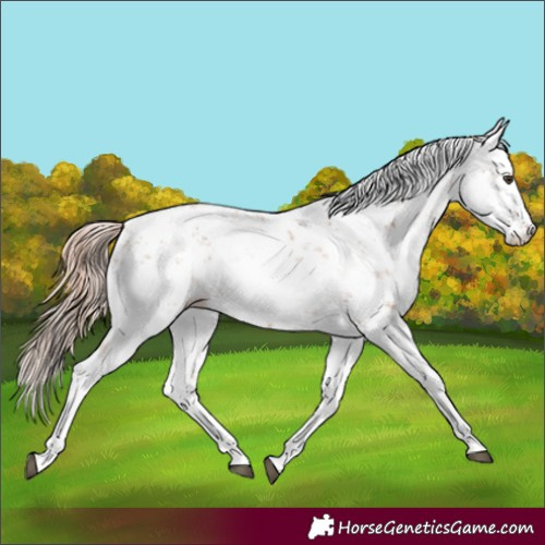 Horse Color:Chestnut Sabino 