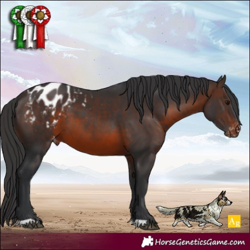 Horse Color:Brown Appaloosa