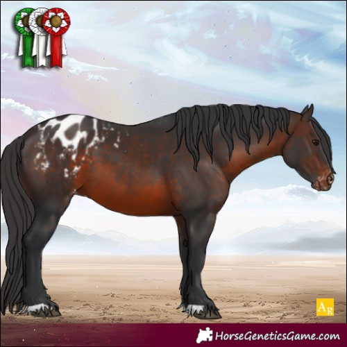 Horse Color:Brown Blanket 
