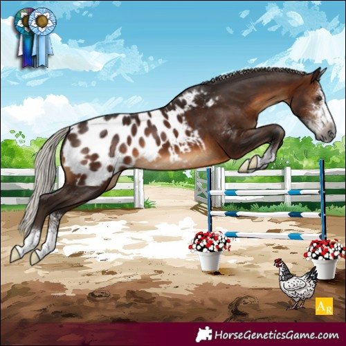 Horse Color:Gray Silver Brown Sabino Appaloosa