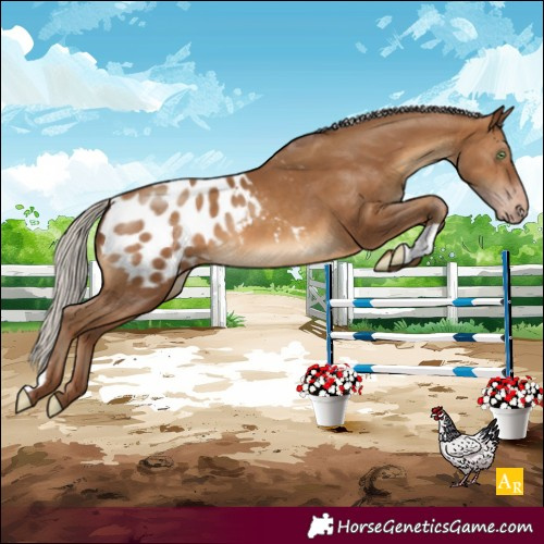 Horse Color:Gray Silver Sable Champagne Appaloosa