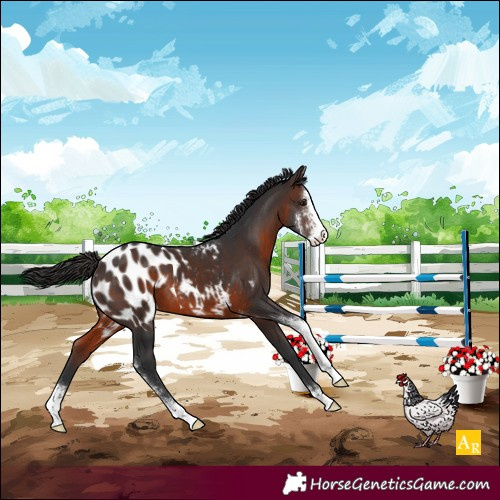 Horse Color:Brown Sabino Appaloosa