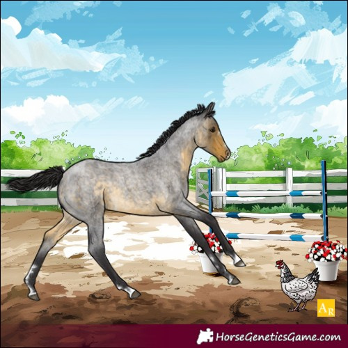 Horse Color:Buckskin Roan