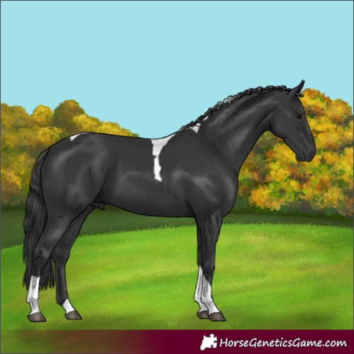 Horse Color:Black Tobiano