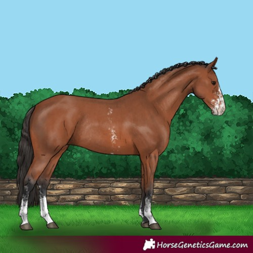 Horse Color:Bay Sabino Rabicano and Bay Sabino Rabicano