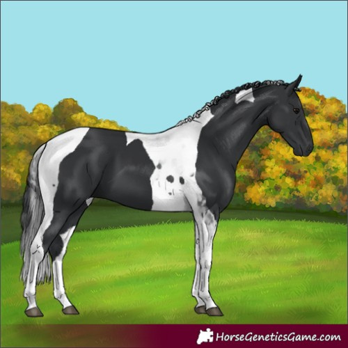 Horse Color:Black Tobiano