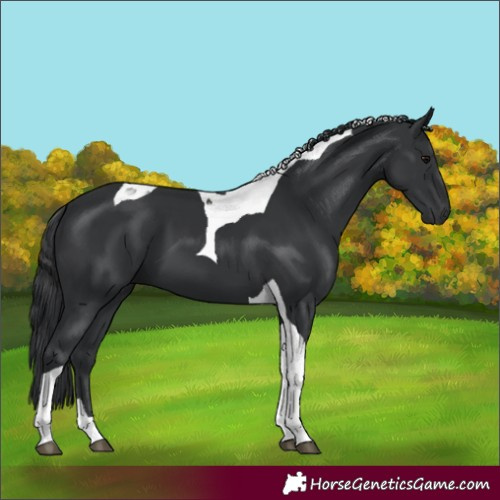 Horse Color:Black Tobiano