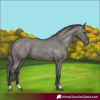 Horse Color:Grullo Varnish