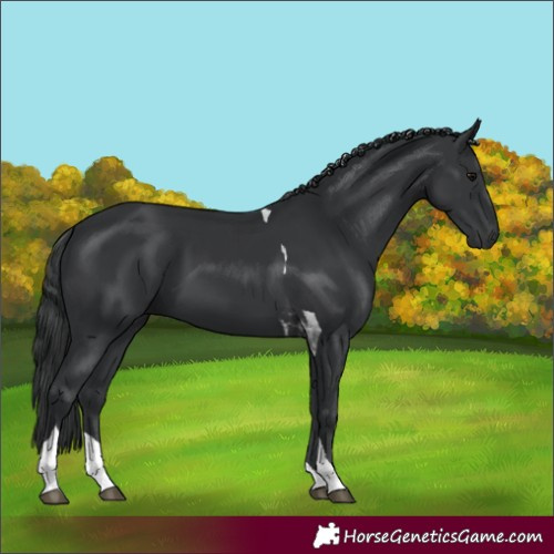 Horse Color:Black Tobiano