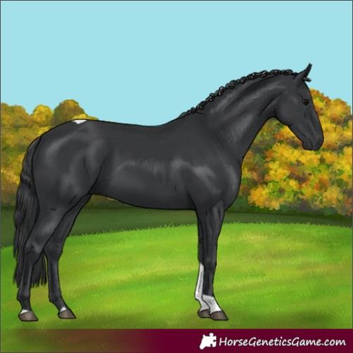 Horse Color:Black Tobiano 