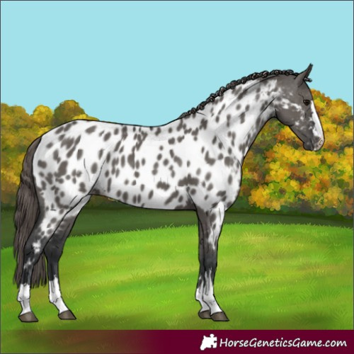 Horse Color:Grullo Appaloosa