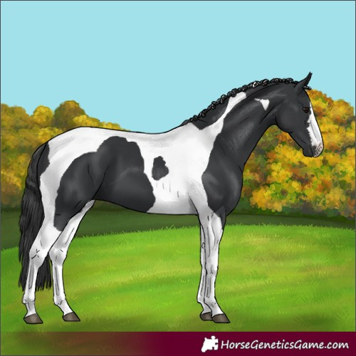 Horse Color:Black Tobiano