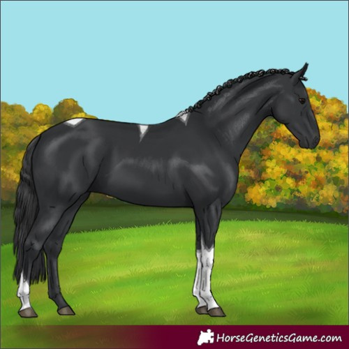 Horse Color:Black Tobiano 