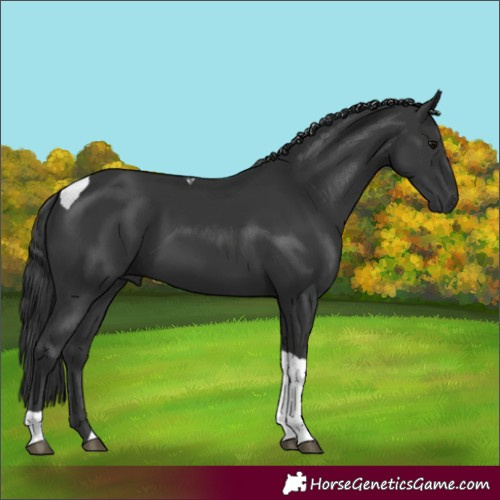 Horse Color:Black Tobiano