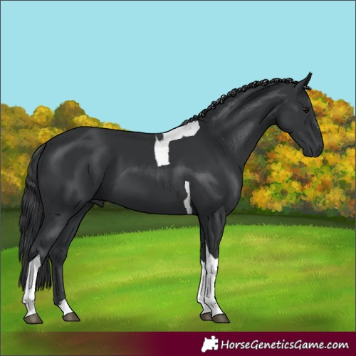 Horse Color:Black Tobiano