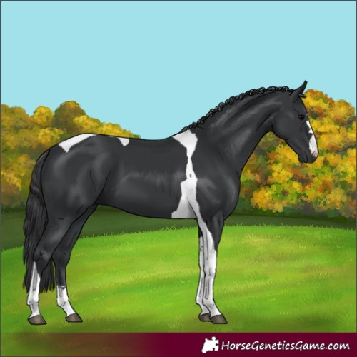 Horse Color:Black Tobiano
