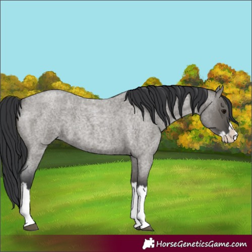 Horse Color:Grullo Roan Splash
