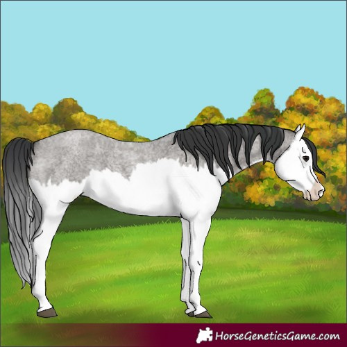 Horse Color:Grullo Roan Splash