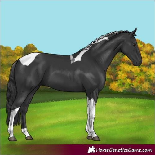 Horse Color:Black Tobiano