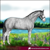 Horse Color:Blue Roan Splash