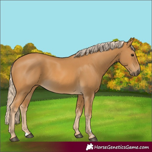 Horse Color:Unknown 