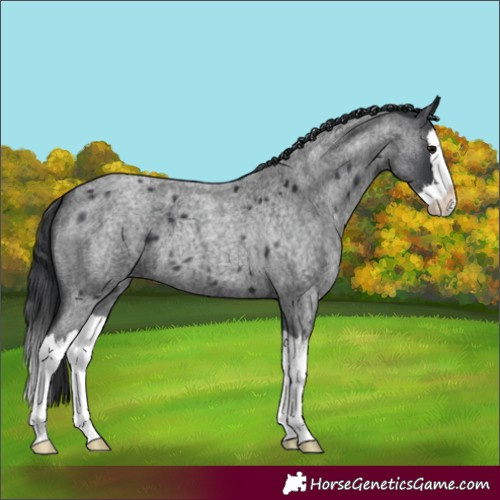 Horse Color:Blue Roan Splash