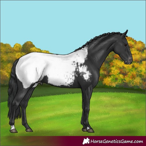 Horse Color:Black Snowcap 