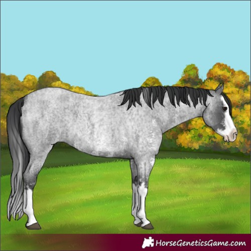 Horse Color:Blue Roan Sabino Splash and Blue Roan Sabino Splash Rabicano