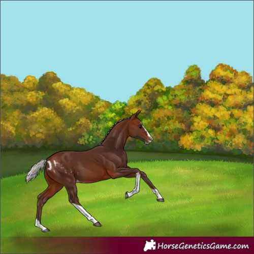 Horse Color:Silver Bay Splash Tobiano Skewed Appaloosa