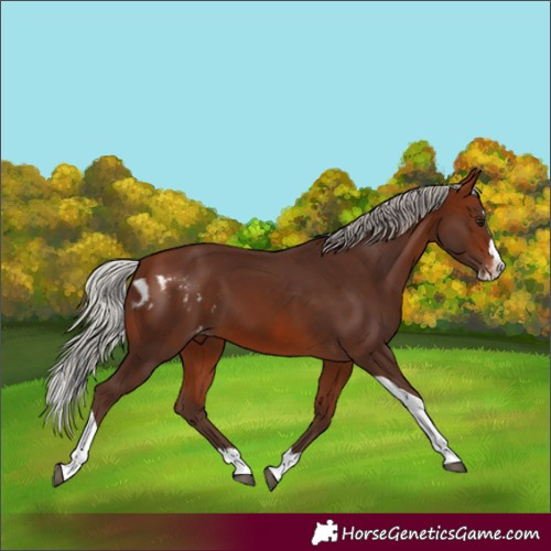 Horse Color:Silver Bay Splash Tobiano Skewed LP Spotted 