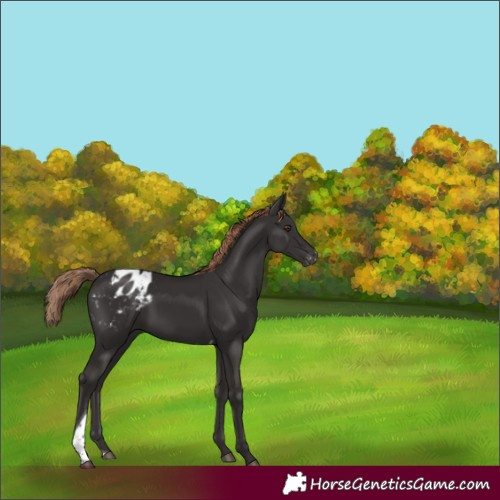 Horse Color:Liver Chestnut Tobiano Appaloosa