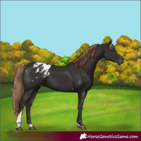 Horse Color:Liver Chestnut Tobiano Blanket 