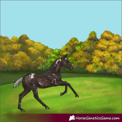 Horse Color:White Spotted Silver Brown Appaloosa 