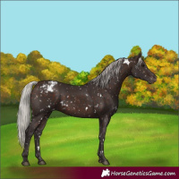 Horse Color:White Spotted Silver Brown Snowflake Varnish 
