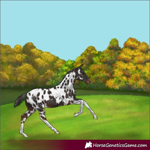 Horse Color:Liver Chestnut Tobiano Skewed Appaloosa 