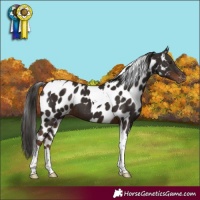 Horse Color:Liver Chestnut Tobiano Skewed LP Spotted 