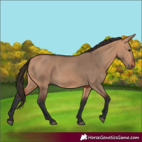 Horse Color:Bay Dun