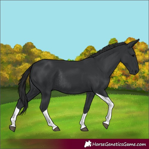 Horse Color:Black Tobiano Rabicano 